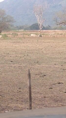 The video shows a rural landscape. A dry, grassy field stretches across the frame, with a weathered wooden fence dividing it. Beyond the fence, there are several white cows grazing. A skeletal tree stands out in the field, its bare branches reaching upwards. In the background, a hazy mountain range is visible under a pale sky. The viewpoint is slightly obscured, as if looking through a window with a visible frame.