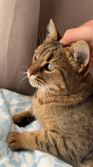 Tabby cat enjoys petting session on bed in Beverwijk