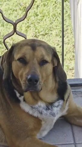 A medium-sized dog with a tan and black coat and a white chest is resting on a tiled floor on a patio. The dog looks directly at the camera at first, then looks to the side, then back at the camera. A metal railing is visible behind the dog, and green grass can be seen beyond the railing.