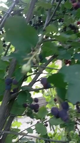 This is a close-up, handheld video recording of a fruit-bearing tree, likely in a rural or garden setting. The camera is positioned beneath the branches, looking upwards and slightly to the side. The primary subjects are clusters of dark purple berries, some of which are still tinged with red, hanging from leafy branches. The berries appear to be ripe or nearly ripe.

The scene is filled with lush green leaves, creating a dense canopy that filters the light. The lighting suggests it is daytime, likely morning or afternoon, with dappled sunlight breaking through the foliage. There are no discernible people or animals in the frame. The activity taking place is simply the visual documentation of the fruit on the tree, possibly as part of a harvest or a showcase of abundance.

Notable details include the detailed texture of the leaves and the varying shades of purple and red on the berries, indicating different stages of ripeness. The branches themselves are visible, some thick and woody, others thinner and supporting the clusters of fruit. The background is somewhat blurred but hints at an outdoor environment with what might be fencing or other structures visible in the distance, and a patch of bright sky. The overall mood is natural and serene, focusing on the bounty of nature. There is no visible text in the video. The location context provided is Keleberdivka, Ukraine, which aligns with the appearance of a garden or orchard common in such regions.