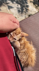 Zlatograd residents document caring for kittens and local pets
