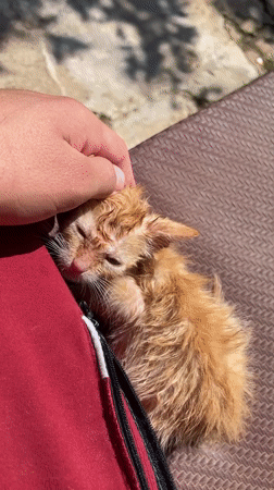 Zlatograd residents document caring for kittens and local pets