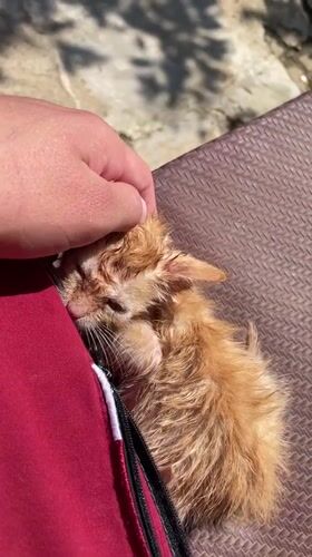 Zlatograd residents document caring for kittens and local pets