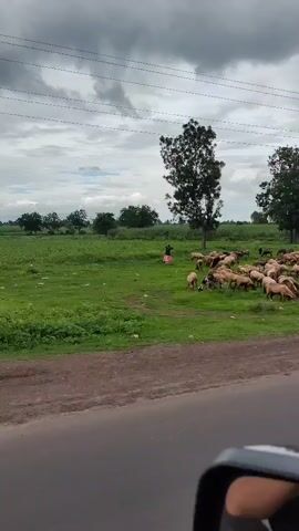 The video shows a flock of sheep grazing in a grassy field. A person is standing in the background to the left of the flock. Two tall trees are visible in the field, one slightly behind the flock and to the left, and another to the right. The sky is overcast with dark clouds. A paved road is visible in the foreground, and a car's side mirror is partially visible at the bottom right corner. The overall environment appears to be rural.