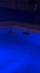 Ducks swim in backyard pool at night in Cape Coral