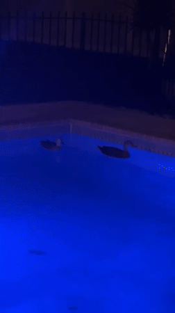 Ducks swim in backyard pool at night in Cape Coral