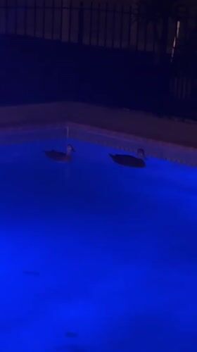 Ducks swim in backyard pool at night in Cape Coral