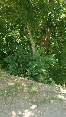 The video shows a close-up, ground-level view of a patch of dirt and grass. Behind it, there is a dense cluster of green foliage from trees and bushes. The lighting suggests it is daytime with sunlight filtering through the leaves, casting dappled shadows on the ground.