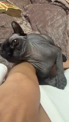 A Sphynx cat is resting on a person's leg. The cat is dark gray with bright green eyes. The person's leg is visible in the foreground, with white clothing. The background is a textured brown surface, possibly a blanket. The cat is looking towards the camera.
