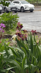Spring scenes captured in Brest during afternoon rain
