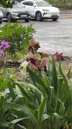 Spring scenes captured in Brest during afternoon rain