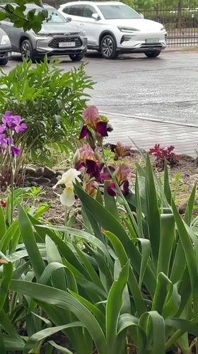 Spring scenes captured in Brest during afternoon rain