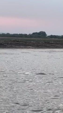 The video shows a body of water, likely a river or lake, with a muddy shoreline and vegetation in the background. The sky is overcast. In the foreground, a large fish surfaces, causing ripples in the water. Further in the distance, a person is seen in the water, appearing to be swimming or floating. The video is brief and without audio.