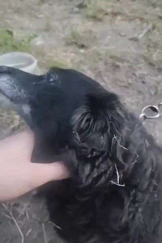 The video shows a close-up of a person's hand petting a black dog's head. The dog has a gray muzzle and appears to be wearing a collar with a chain. The background is out of focus and shows a rough, outdoor surface with some green vegetation and a white plastic container. The lighting is dim, suggesting it might be dusk or an overcast day. The interaction appears to be gentle and affectionate.