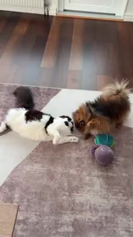 A black and white cat lies on its back on a purple, tan, and white rug on dark brown hardwood flooring. The cat is facing a small brown dog, which is standing over it and sniffing its face. A purple and green toy is on the rug near the dog. A white baseboard and closed white door are visible in the background.