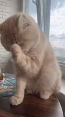 Exotic shorthair cat chilling by a window in Odesa