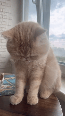 Exotic shorthair cat chilling by a window in Odesa