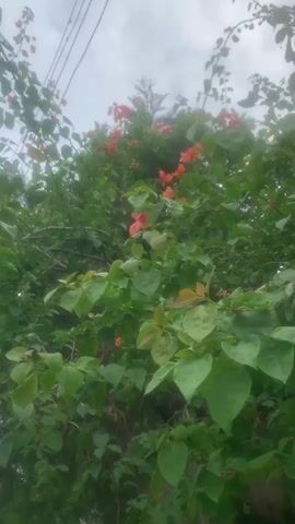 A low-angle video shows a densely foliated bougainvillea plant with vibrant orange-red bracts. The plant is lush and overgrown, with some branches reaching upwards towards a cloudy sky. The leaves are a deep green, and some appear slightly wet, suggesting recent rain or dew. The camera pans and tilts slightly, offering a dynamic view of the plant's texture and color. A few electrical wires are visible in the upper left corner, suggesting an urban or semi-urban setting. No people or animals are present in the video. The overall impression is one of natural beauty and abundant growth.