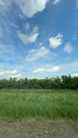 The video shows a low angle view of a landscape from a moving vehicle. In the foreground, there is a field of tall green grass and white wildflowers. A line of trees forms a natural barrier in the midground. Above the trees, the sky is blue with scattered white clouds. The camera pans slightly and captures several trees in the field. The clouds are long and streaky. The movement of the camera suggests the view is from a vehicle driving along a road.