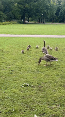 Woman with dog bags encounters geese family in Amsterdam park