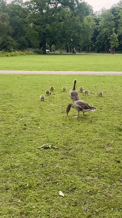 Woman with dog bags encounters geese family in Amsterdam park