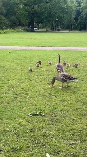 Woman with dog bags encounters geese family in Amsterdam park
