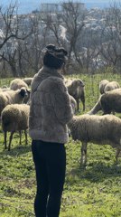 Woman observes grazing sheep in field near Balchik, Bulgaria