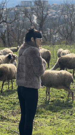 Woman observes grazing sheep in field near Balchik, Bulgaria