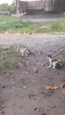 The video shows two cats in an outdoor area with dirt and scattered leaves and red fruit. One cat, mostly white with brown patches, is positioned on the left side of the frame, facing left and appearing to be in motion or about to move. The second cat, black and white, is on the right side of the frame, facing left and crouching down. There is a wooden pole or stick lying horizontally near the second cat. In the background, there is a gravelly surface, green vegetation, and a building with a dark, possibly metal, structure in front of it. The lighting suggests it is daytime, possibly late afternoon due to the softer light.