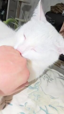 Here is a description of the video:

The video shows a white cat being pet by a hand. The cat nibbles at the hand playfully as it is being petted. The cat is lying on a bed with a floral patterned bedspread. The background is a blurred image of a room with furniture and a cat tree.