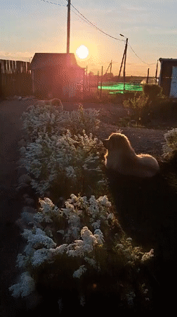 Large dogs rest in Kempelevo yard, child observes peacefully