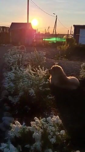 Large dogs rest in Kempelevo yard, child observes peacefully