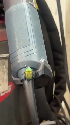 A close-up shot of a metallic green beetle perched on a black cord attached to a blue power tool. The beetle is positioned near the base of the tool, where the cord enters a grey connector. The tool itself is grey and has some black accents. In the background, a dark object with red lettering is visible. The lighting appears to be artificial, creating a slightly dim environment.