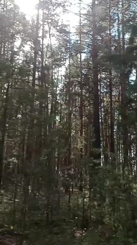 The video shows a first-person perspective of moving through a forest. Tall trees, predominantly pine, are visible with sunlight streaming through the branches. The ground appears to be covered in grass and some undergrowth. The camera appears to be moving at a moderate pace, possibly within a vehicle, as indicated by occasional slight movements and vibrations. The lighting suggests it is daytime with a bright sun. There are no people or animals clearly visible in the footage. The environment is dense with trees, creating a sense of being deep within the woods.