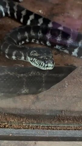 This is a close-up, eye-level video of a snake in an enclosure. The snake is coiled and its head is visible, with its forked tongue flicking out. The snake has a dark pattern with lighter markings. The enclosure appears to be filled with dirt and a piece of wood. The lighting suggests it is indoors, possibly in a zoo or a pet shop. There is no visible text in the video. The context of Novorossiysk, Russia is provided, but there are no visual cues within the video to confirm this location. The overall mood is one of observation of the animal.