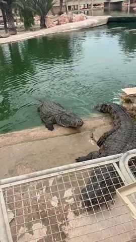 Two large crocodiles are partially submerged in green water. One crocodile is on the steps leading into the water, facing the water with its head held high. The other crocodile is lying on the concrete steps, facing away from the water. Palm trees and a built structure with railings are visible in the background. A metal fence is in the foreground.
