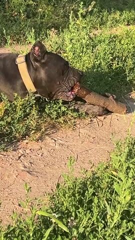 The video shows a dark-colored dog, possibly a pit bull mix, lying in a grassy area and chewing on a large piece of wood. The dog is wearing a tan collar. The scene is outdoors, with green grass, dirt, and some leafy plants visible. In the background, there is a white building with a window, partially obscured by green bushes and foliage, suggesting a rural or suburban setting. The lighting indicates it is daytime, likely late afternoon or early evening due to the warm, golden light and long shadows. The dog appears focused on its activity, and its posture suggests a relaxed but engaged state. No people are visible in the video. There is no visible text in the video. The context of Malyi Trostianets, Ukraine, suggests this could be a backyard or a park area within that region.