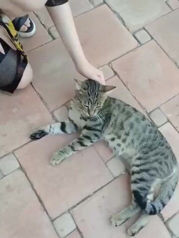 A person kneels on a tiled surface, petting a tabby cat lying on its side. The cat is striped and spotted with black markings. The person's hands are visible, one stroking the cat's head and the other on its back. The person is wearing a black mesh garment over their leg and a yellow and black patterned skirt or dress. The tiled surface appears to be outdoors, possibly a patio.