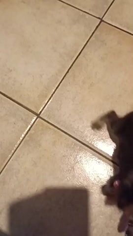 A person's hand holds a small, striped kitten by the scruff of its neck. The kitten's legs dangle, and it appears to be crying or meowing. The kitten is held over a tiled floor, and a shadow of the person and kitten is cast on the floor. The video is shaky and the kitten is out of focus.