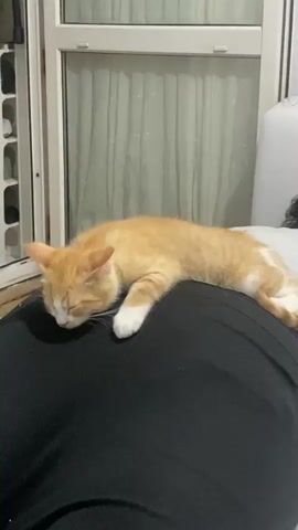 In this media file, an orange and white cat is sleeping on top of a person who is lying down on a bed. The cat is curled up and appears to be very comfortable. The person is wearing black pants and a grey t-shirt. The setting appears to be a bedroom, with a window and curtains visible in the background. A shoe rack with several pairs of shoes is also visible to the left of the frame. The lighting suggests it is daytime, possibly late afternoon or early evening, as the light coming from the window is soft. The overall mood is peaceful and serene, with the cat's contented sleep conveying a sense of relaxation. There is no visible text in the media file.
