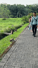 Tourist-monkey interactions captured in Ubud District nature area