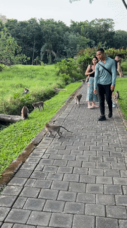 Tourist-monkey interactions captured in Ubud District nature area
