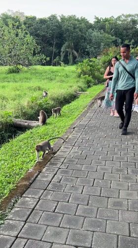 Tourist-monkey interactions captured in Ubud District nature area