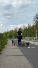 Woman walks pack of small dogs in Saint Petersburg