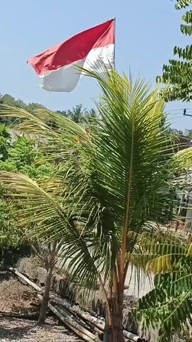 The video shows an Indonesian flag waving in the wind against a clear blue sky. In the foreground, a coconut palm tree with green fronds is prominently displayed. Behind the palm tree, lush green foliage and some bamboo poles are visible. The overall setting appears to be outdoors, likely in a tropical or subtropical climate, with a bright sunny day.