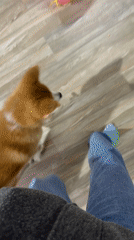 Pet moments captured in Chaikovsky: orange dog, startling cat