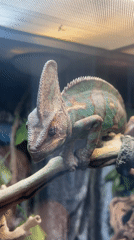 Moscow residents capture chameleon exhibit and children's playground activities