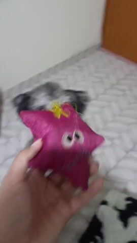 A short video shows a small dog playing with the person filming. The dog is black and gray and runs around on a tiled floor. The person is wearing black flip-flops and is sitting in front of a blue laundry basket. There are two doors behind the dog, one orange and one red. The dog drops a pink toy on the floor.