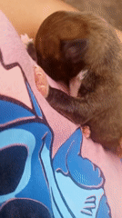 Newborn puppies handled by residents in Santa Cruz, Bolivia