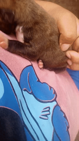 Newborn puppies handled by residents in Santa Cruz, Bolivia